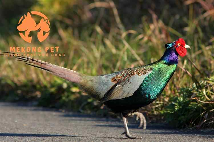 Mua Chim Trĩ TPHCM: Địa Chỉ Uy Tín Giá Tốt Nhất